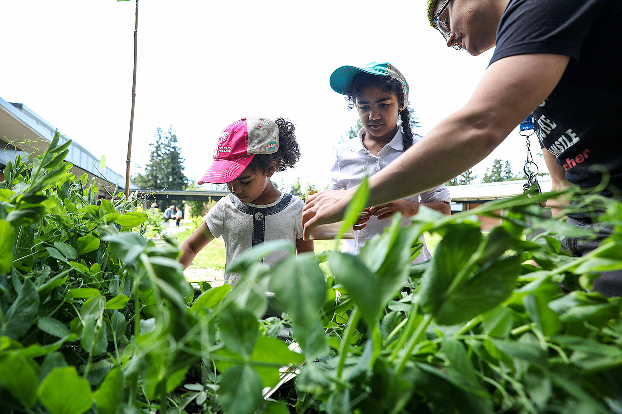 Photo by Lizz Giordano/The Herald (Everett) / A little knowledge can help gardeners know the right time to plant vegetable seeds directly into soil.
