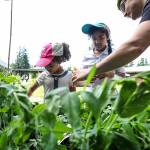 Photo by Lizz Giordano/The Herald (Everett) / A little knowledge can help gardeners know the right time to plant vegetable seeds directly into soil.
