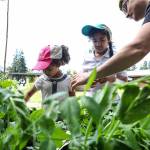 Kallipe Boyd (left) and her sister Jamie Boyd,(center), a 2nd grader at College Place Elementary School plant bean seeds with Mike DeFuria (right) a music teacher at the school during the spring planting party. (Lizz Giordano / The Herald)
