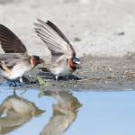 Photo by Dee Renee Ericks / Cliff Swallows gather mud.