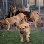 Sequim Gazette photo by Emily Matthiessen / The German shepherd mix, Phoenix, was rescued and transported to Olympic Peninsula Humane heavily pregnant with seven puppies. Some of these puppies will be up for adoption at an event at Best Friend Nutrition in Sequim on March 29.