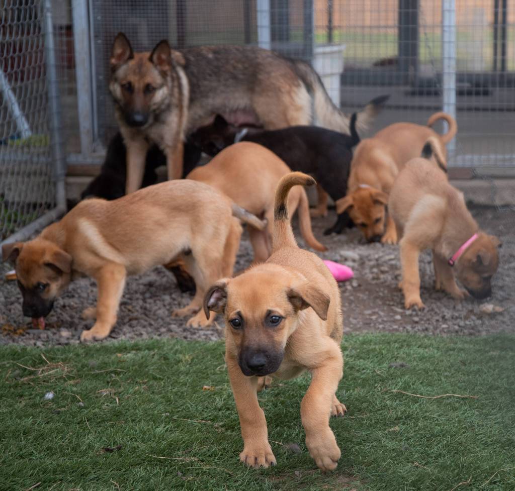 Sequim Gazette photo by Emily Matthiessen / The German shepherd mix, Phoenix, was rescued and transported to Olympic Peninsula Humane heavily pregnant with seven puppies. Some of these puppies will be up for adoption at an event at Best Friend Nutrition in Sequim on March 29.