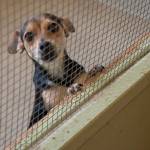 Sequim Gazette photo by Emily Matthiessen
Olympic Peninsula Humane Society recently rescued 25 small-breed puppies from kill-shelters in California, ages 10 weeks to one year, and are in the process of spaying/neutering them, administering their vaccines and helping the medically fragile.