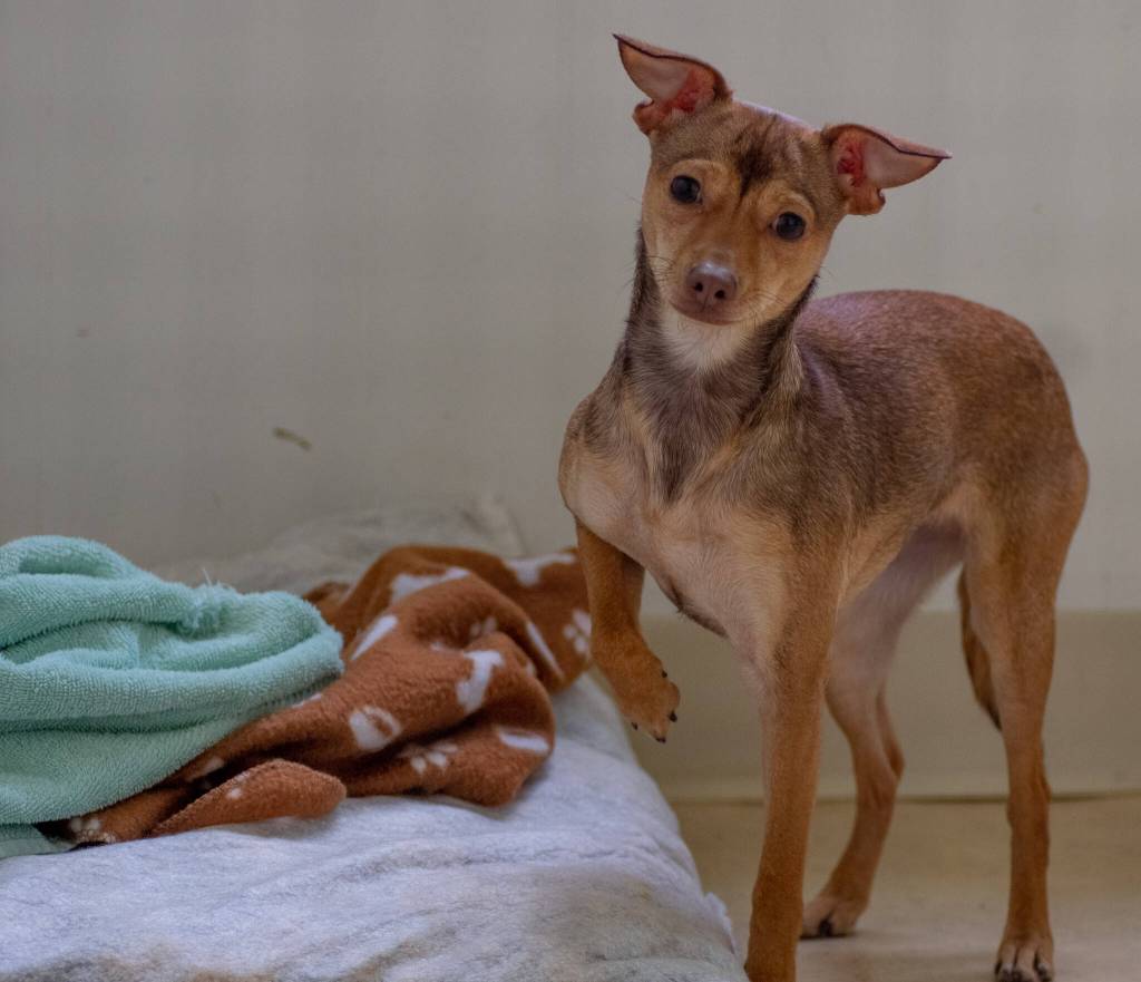 Sequim Gazette photo by Emily Matthiessen
Olympic Peninsula Humane Society recently rescued 25 small-breed puppies from kill-shelters in California, ages 10 weeks to one year, and are in the process of spaying/neutering them, administering their vaccines and helping the medically fragile.