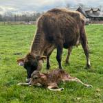 Photo courtesy of Dann Oppfelt / Spring brings new life at Dungeness Valley Creamery.
