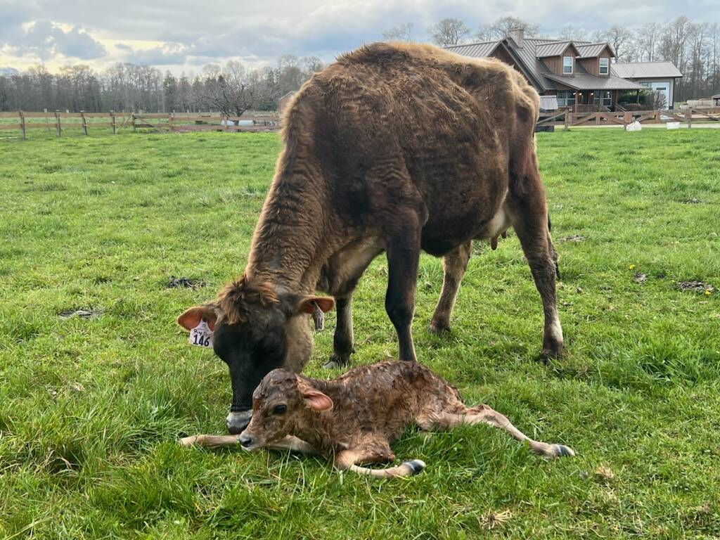 Photo courtesy of Dann Oppfelt / Spring brings new life at Dungeness Valley Creamery.