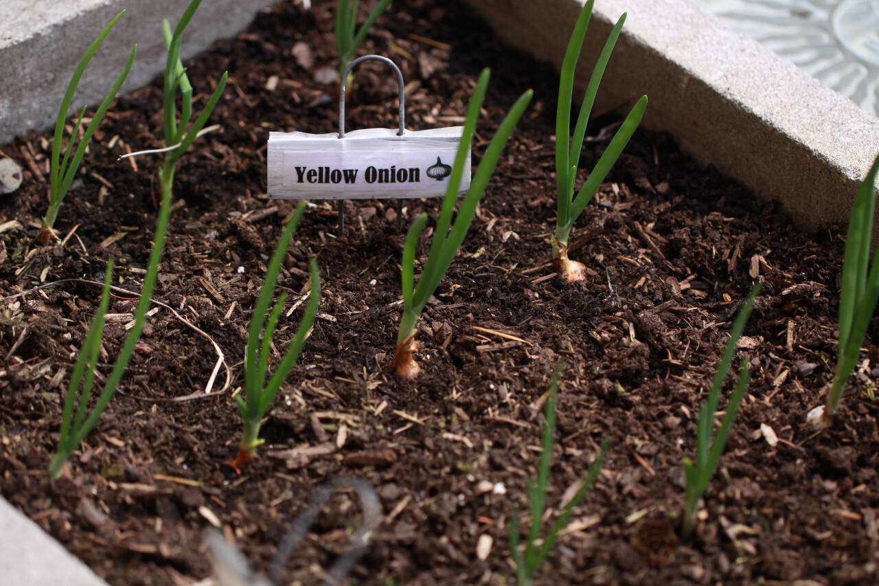 Photo by Sandy Cortez
Get your planting beds ready in April with healthy soil and good, quality compost.
