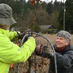 Sequim Gazette photo by Michael Dashiell
Volunteers Elden Housinger and Melissa Soares help remove protective equipment from a Garry Oak tree at a restoration project site just north of Carrie Blake Park last week.