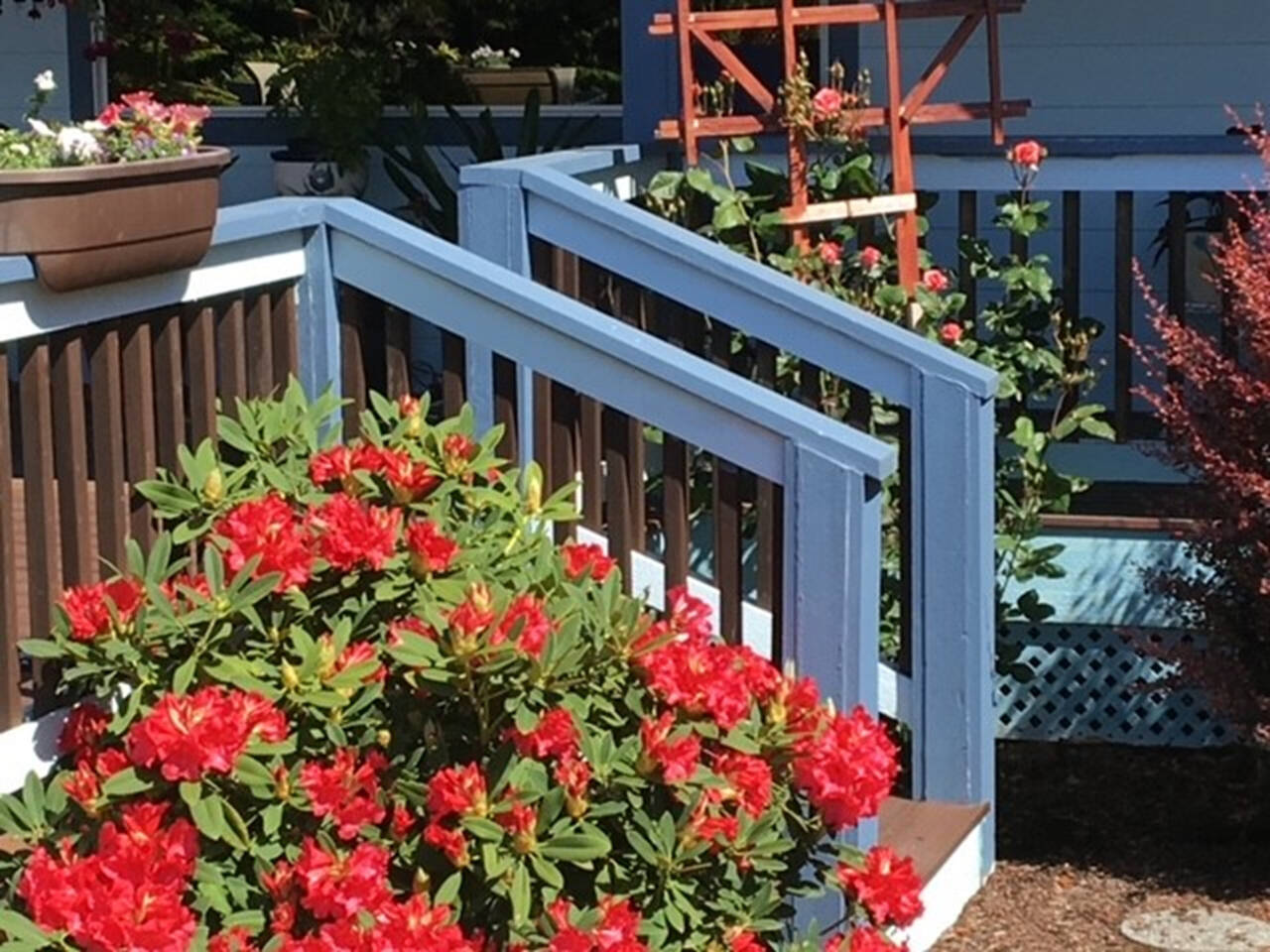 Photo by Bev Dawson / Find out how to turn a boring plot of land into a gracious oasis using thoughtful landscaping techniques as Master Gardeners Bev Dawson and Marilynn Elliott offer the Green Thumb Education Series presentation, Garden Design: Two Views, Old and New, on April 13, both in-person and online.