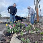 Sequim Gazette photo by Matthew Nash/ Gardeners Jeff Balzarini and Jill Rochna work on a portion of the Community Organic Gardens of Sequim on April 1. They plan to grow an array of items in their separate plots, from sesame seeds to green onions to peas to strawberries to cucumbers.