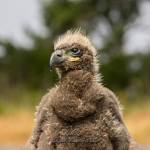 Photo courtesy of Keith Ross, Keiths Frame of Mind/ 
Eddie, and his brother Elliott, not pictured, captured the attention of readers and viewers across the globe in 2019 after they were rescued by volunteers in Dungeness after falling from a tree. Photographer Keith Ross turned the brothers story into a book The Rescue of Eddie & Elliott – A Bald Eaglet Adventure.