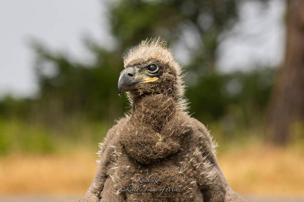 Photo courtesy of Keith Ross, Keiths Frame of Mind/ 
Eddie, and his brother Elliott, not pictured, captured the attention of readers and viewers across the globe in 2019 after they were rescued by volunteers in Dungeness after falling from a tree. Photographer Keith Ross turned the brothers story into a book The Rescue of Eddie & Elliott – A Bald Eaglet Adventure.