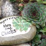 Sempervivum (Hen and Chicks) is a cold, hardy succulent.