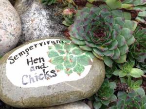 Sempervivum (Hen and Chicks) is a cold, hardy succulent.