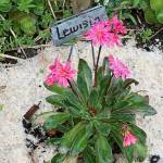 Photo by Susan Kalmar / Lewisia is hardy succulent native to the Olympic Peninsula.