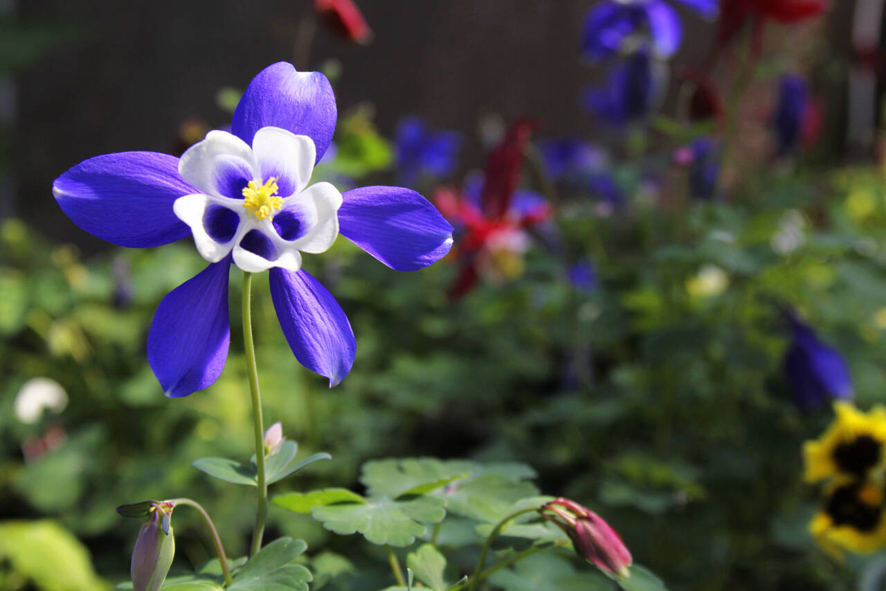 Photo by Ron Newberry/Whidbey News-Times