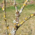 Photo courtesy of Clallam County Master Gardeners /