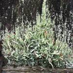 Photo courtesy of Clallam County Master Gardeners /