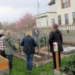 Photo by Audreen Williams / Clallam County Master Gardener Laurel Moulton in April addresses the reasons for organizing garden beds to enable crop rotation practices as shown here in Master Gardener north plots at the Fifth Street Community Garden in Port Angeles. The next Second Saturday Garden Walk is set for May 13.
