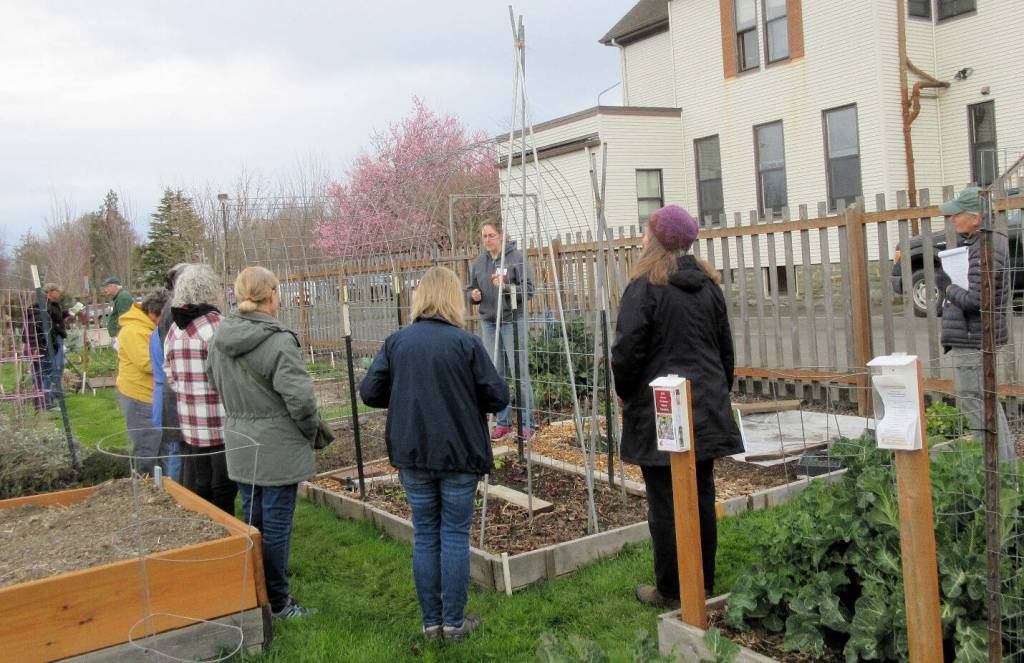 Photo by Audreen Williams / Clallam County Master Gardener Laurel Moulton in April addresses the reasons for organizing garden beds to enable crop rotation practices as shown here in Master Gardener north plots at the Fifth Street Community Garden in Port Angeles. The next Second Saturday Garden Walk is set for May 13.