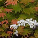 Photo by David Whiting / Learn how to create a thriving, interesting garden year-round with experts David Whiting and Jeff de Jong at the Green Thumb Education Series presentation Forty Plants, Four Seasons, set for noon-1 p.m. Thursday, May 11, at the Port Angeles Library. Pictured is New Zealand-native libertia.