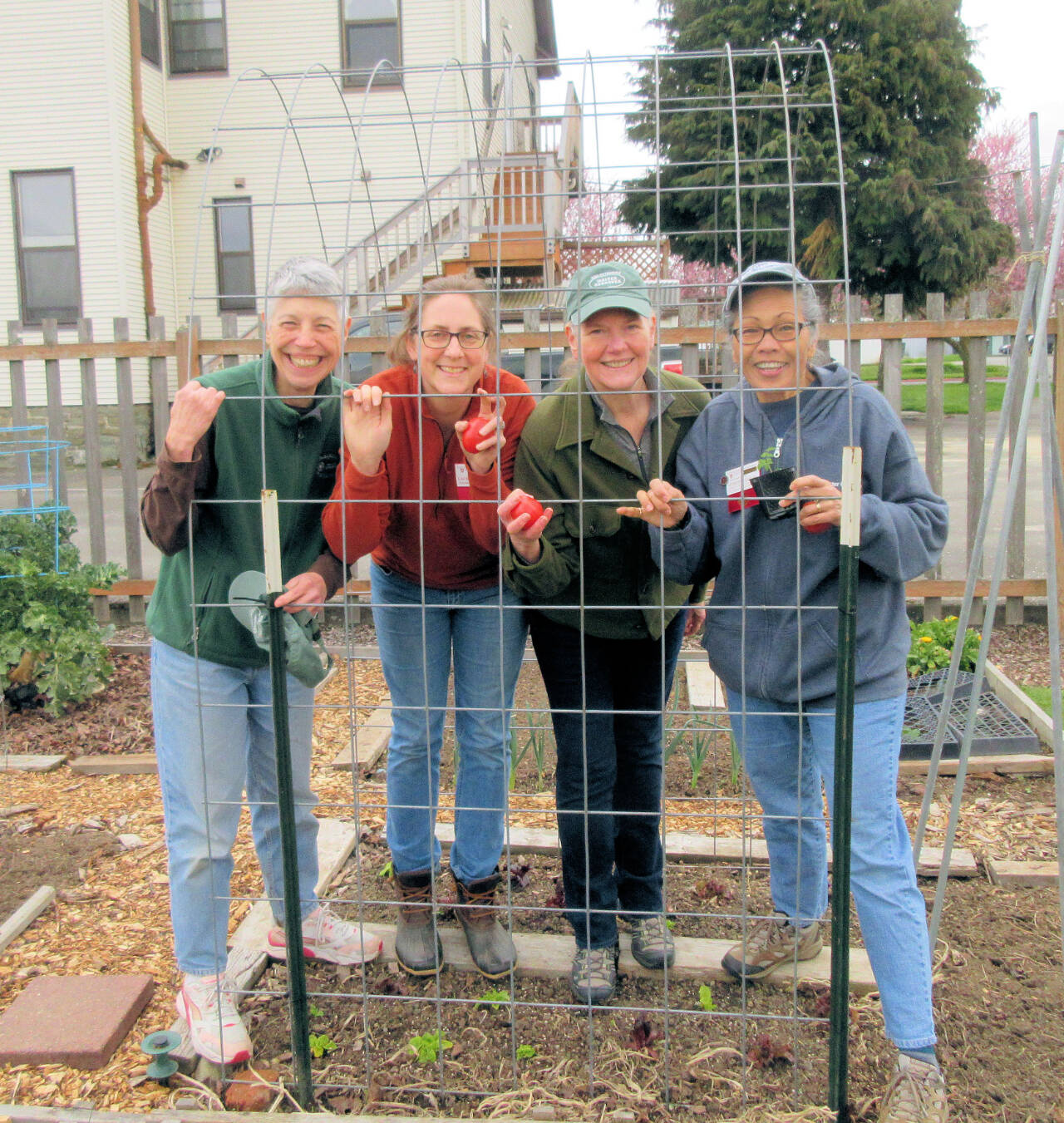 Photo by Paul Green / Learn the tricks necessary to produce vine-ripened tomatoes in the backyard with the Digging Deeper Educational Series event set for 10:30 a.m. Saturday, May 20 at the Woodcock Demonstration Garden. Presenting Grow Tomatoes Well on the North Olympic Peninsula, veteran Clallam County Master Gardeners (from left) Jeanette Stehr-Green, Laurel Moulton Jan Bartron and Audreen Williams will demonstrate a DIY cattle panel hoophouse to protect tomatoes in our areas cool climate. Six-millimeter plastic sheeting will be placed over the top and sides to trap heat and protect the developing plants.