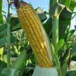 Photo by Gerald Holmes, Strawberry Center, Cal Poly San Luis Obispo, Bugwood.org / Growing corn on the North Olympic Peninsula can be challenging, but it can be done with some careful planning.