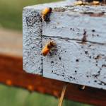 Photo courtesy of Sequim Farmers & Artisans Market / After the rain stops, a few bees venture from the hive at Sequim Bee Farm.
