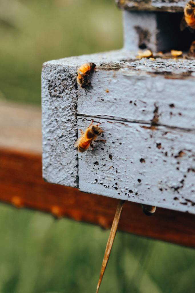 Photo courtesy of Sequim Farmers & Artisans Market / After the rain stops, a few bees venture from the hive at Sequim Bee Farm.