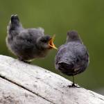 Photo by Dow Lambert
Learn all about bird parents and their roles in protecting, feeding, and leading their young at the next Backyard Birding event, set for June 3 at the Dungeness River Nature Center. Pictured are an American Dipper and fledgling.