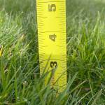 Photo by Dave Eberle
Keeping the grass about 3 inches high makes for a healthy home lawn, notes Master Gardener intern Dave Eberle.