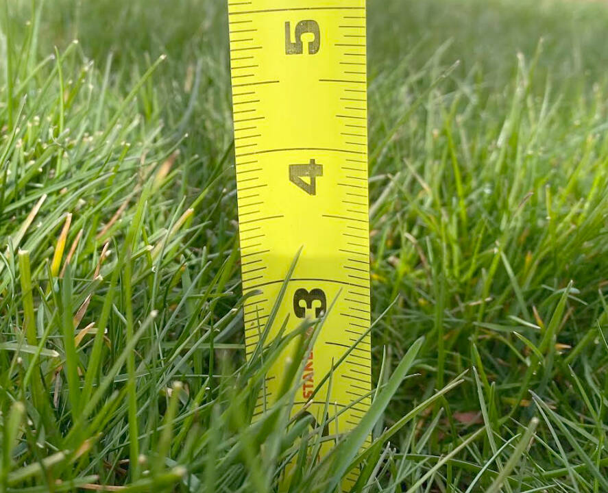 Photo by Dave Eberle
Keeping the grass about 3 inches high makes for a healthy home lawn, notes Master Gardener intern Dave Eberle.