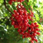 Photo by Christina St. John
Red elderberry fruit may look tasty, but the seeds are poisonous.