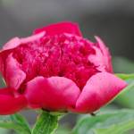 Photo by Leslie A. Wright
Learn all about the spectacular peony at the Sequim Botanical Garden Societys Work to Learn party on Saturday, May 27.