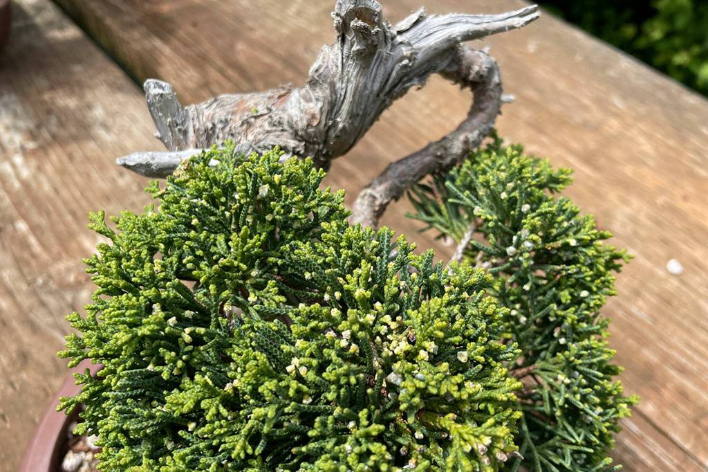 Sequim Gazette photo by Matthew Nash/ Ron Quigleys bonsai tree is an example of using wiring to manipulate a branch from growing out and up but rather inward to create a unique shape.