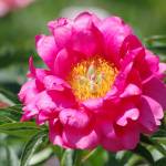 Photo by Leslie A. Wright / Check out peonies and other colorful flora at the Sequim Botanical Terrace Garden during a Work to Learn party on June 24.