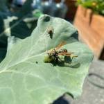 PhotoS by CeCe Fitton
A paper wasp enjoys lunch on a leaf. These winged creatures can be beneficial in a garden.