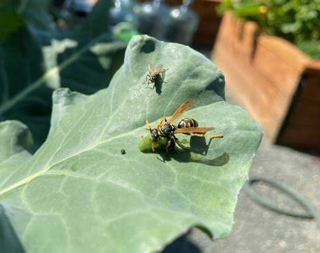 PhotoS by CeCe Fitton
A paper wasp enjoys lunch on a leaf. These winged creatures can be beneficial in a garden.