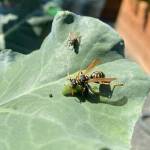 A Paper wasp with lunch