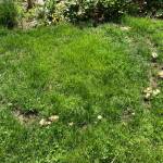 Photo courtesy of Jeanette Stehr-Green
A fairy ring in the lawn consisting of mushrooms, a ring of lush green grass and spots of dead grass.