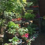 Photo by Karen Teig/Master Gardener 
Sanger Sterling Garden