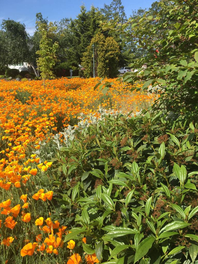 Photo by Karen Teig/Master Gardener / Life Spring Garden