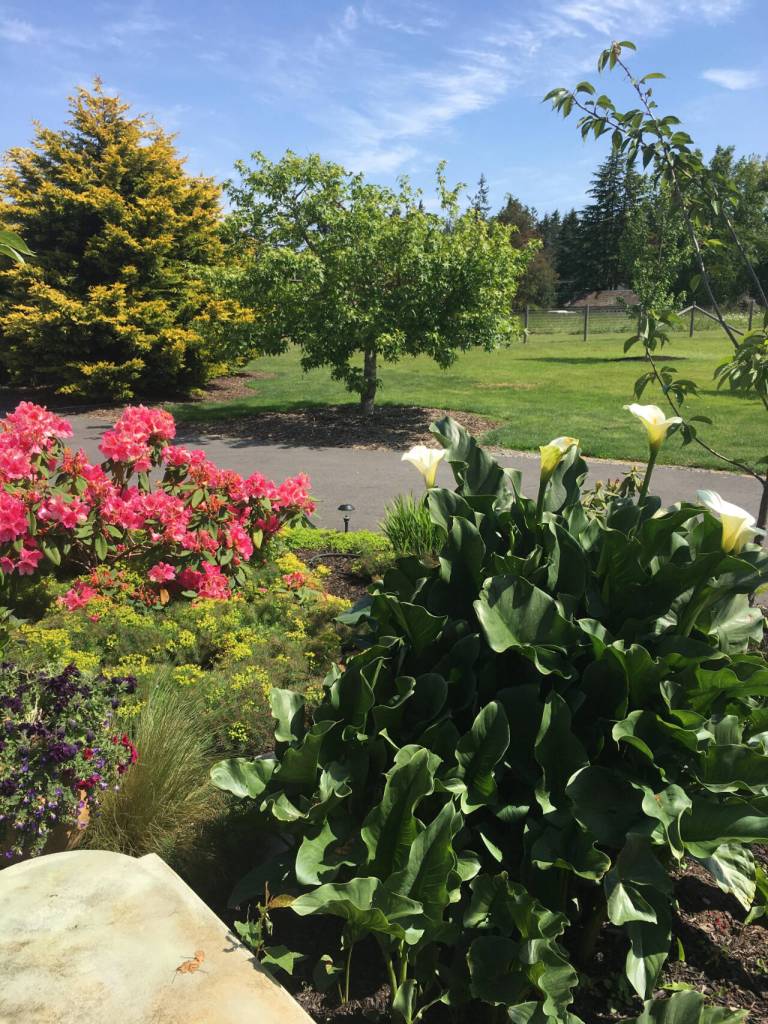 Photo by Karen Teig/Master Gardener / Sanger Sterling Garden