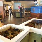 Visitors examine the marine exhibits at the Feiro Marine Life Center at Port Angeles City Pier on Sunday. (Keith Thorpe/Peninsula Daily News)