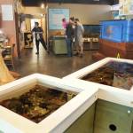 Photo by Keith Thorpe/Olympic Peninsula News Group / Visitors examine the marine exhibits at the Feiro Marine Life Center at Port Angeles City Pier on June 11.