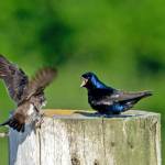 Photo by by Dow Lambert / Purple martins congregate at 3 Crabs tide flats. Join Backyard Birding presenters Ken Wiersema and Dow Lambert at a two-part event on July 1 to learn more about North Americas largest swallow.