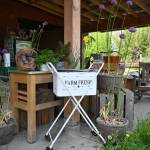 Photo by Michael Dashiell / Johnston Farms, located between Sequim and Port Angeles, offers plenty of fresh vegetables, fruit, potatoes, herbs, starts and much more.