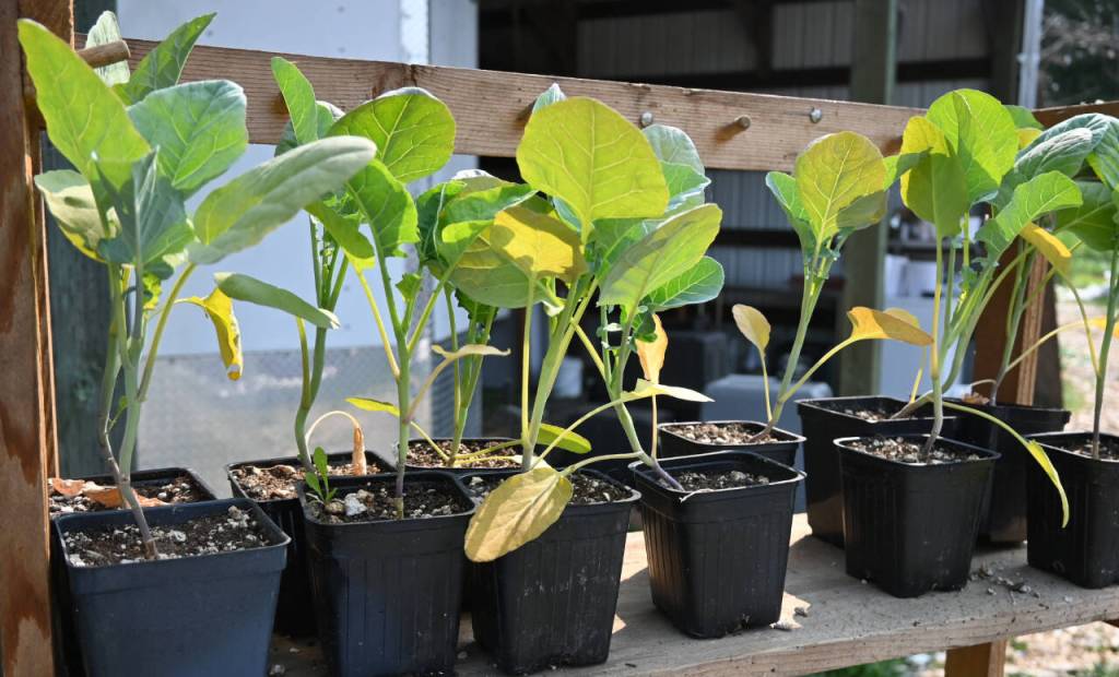 Photo by Michael Dashiell / A selection of spouting broccoli at the Hidden Penny Farm farmstand in Port Angeles.