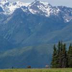 Sequim Gazette photo by Emily Matthiessen /