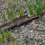 Sequim Gazette photo by Emily Matthiessen /